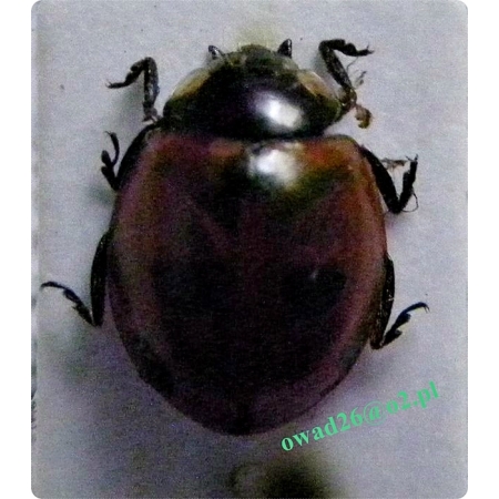 Coccinella quinquepunctata Linnaeus, 1758  Biedronka pięciokropka